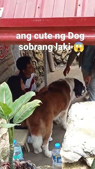 dog in baguio breed|Baguio Alpine Kennel .